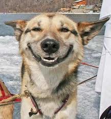 smiling dog